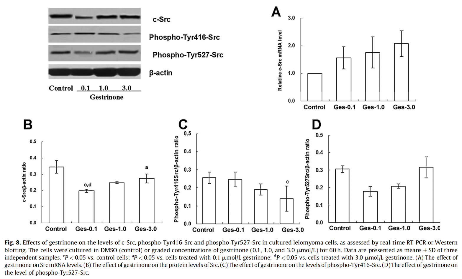 c-Src, phospho-Tyr416-Src e phospho-Tyr527-Src em células de leiomioma uterino tratadas com gestrinona